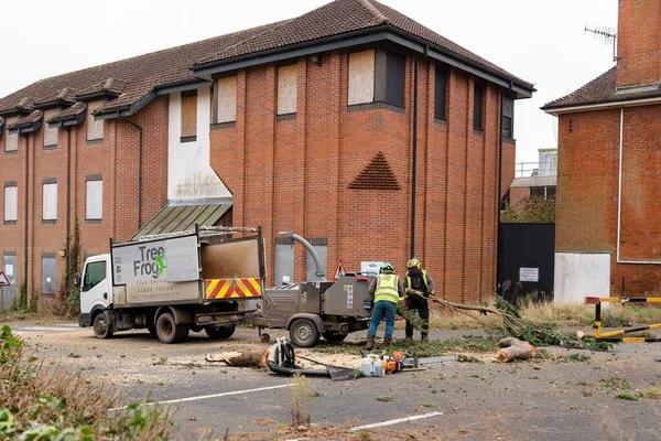 Trusted Tree Removal Specialists in Springfield