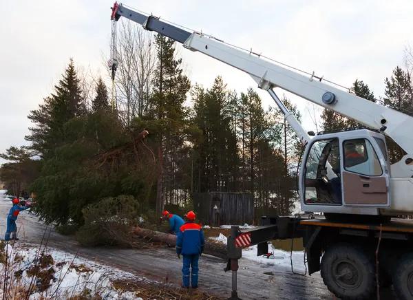 Reliable Tree Service in Shelton for Safe and Healthy Trees