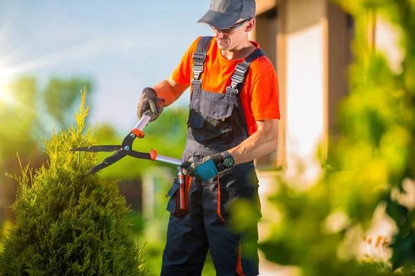 Trusted Tree Removal Companies Near Me for Emergency Tree Cutting