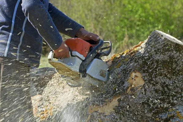 Affordable Tree Service Near Me for Residential and Commercial Properties
