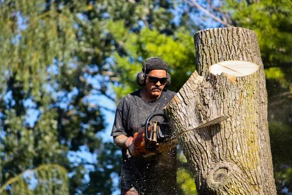 Affordable Tree Service South Lake Tahoe for Safe & Professional Tree Care