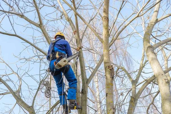 Reliable Solutions for Emergency Tree Services When You Need Help Fast