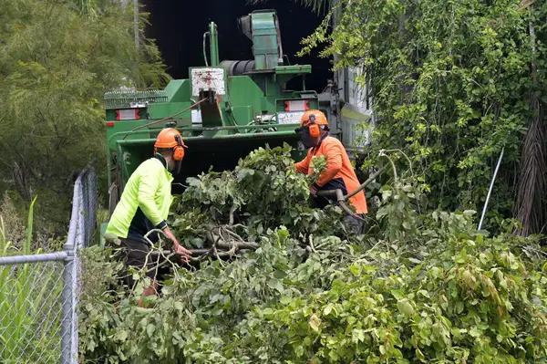 Professional Tree Removal Service for Overcrowded Landscapes